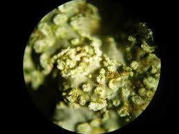 Attēlu rezultāti vaicājumam “Punctelia subrudecta”