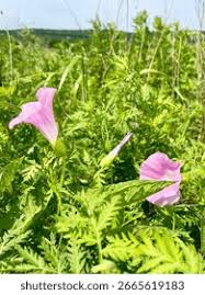 Attēlu rezultāti vaicājumam “Calystegia inflata”