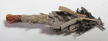 Attēlu rezultāti vaicājumam “Canephora hirsuta larva”