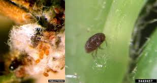 Attēlu rezultāti vaicājumam “Adelges laricis nymph”