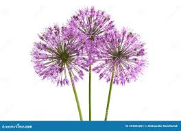 Attēlu rezultāti vaicājumam “Allium holandicum”