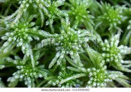 Attēlu rezultāti vaicājumam “Sphagnum girgensohnii”