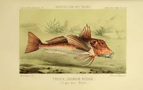Image result for Chelidonichthys cuculus