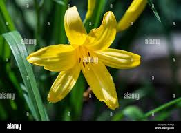 Attēlu rezultāti vaicājumam “Hemerocallis lilioasphodelus flower”