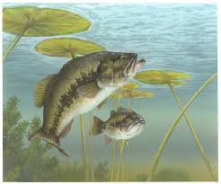 Image result for Micropterus salmoides