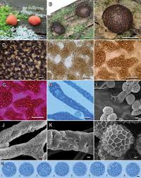 Attēlu rezultāti vaicājumam “Lycogala botrydium”