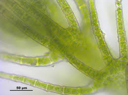 Attēlu rezultāti vaicājumam “Blepharostoma trichophyllum”