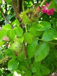 Attēlu rezultāti vaicājumam “Diplolepis bicolor”