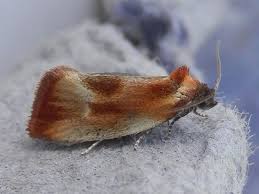 Attēlu rezultāti vaicājumam “Eulia ministrana”