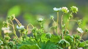 Attēlu rezultāti vaicājumam “Fragaria moschata flower”