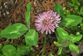 Attēlu rezultāti vaicājumam “Trifolium pratense flower”