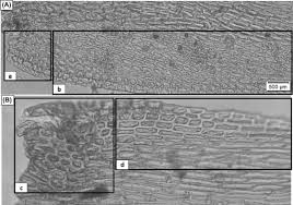 Attēlu rezultāti vaicājumam “Isothecium alopecuroides sporophyte”