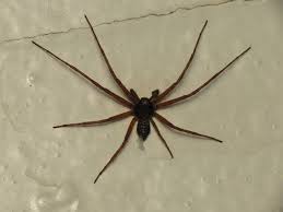 Attēlu rezultāti vaicājumam “Philodromus sp.”