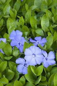 Attēlu rezultāti vaicājumam “Vinca minor leaf”