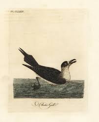 Image result for Stercorarius parasiticus