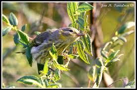 Image result for Dendroica tigrina