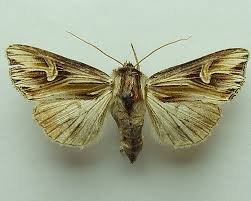 Attēlu rezultāti vaicājumam “Actinotia polyodon”