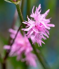 Attēlu rezultāti vaicājumam “Lychnis flos-cuculi”