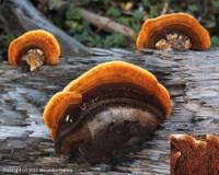 Attēlu rezultāti vaicājumam “Gloeophyllum abietinum”