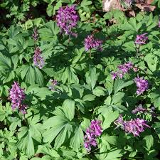 Attēlu rezultāti vaicājumam “Corydalis cava”