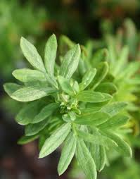 Attēlu rezultāti vaicājumam “Pentaphylloides fruticosa leaf”