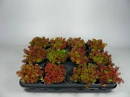 Image result for Sedum album `Coral Carpet`