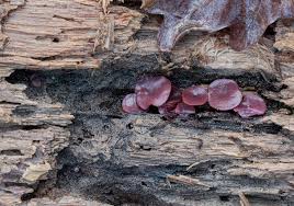 Attēlu rezultāti vaicājumam “Ascocoryne cylichnium”