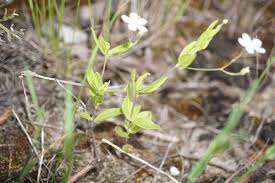 Attēlu rezultāti vaicājumam “Moehringia lateriflora flower”