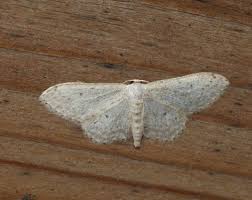 Attēlu rezultāti vaicājumam “Idaea sylvestraria”