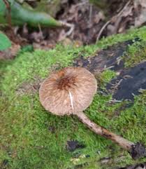 Attēlu rezultāti vaicājumam “Pluteus umbrosus”