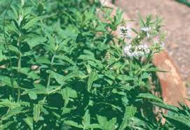 Attēlu rezultāti vaicājumam “Mentha longifolia”