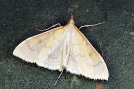 Attēlu rezultāti vaicājumam “Paratalanta hyalinalis”