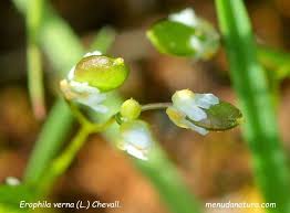 Attēlu rezultāti vaicājumam “Erophila verna fruit”