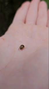 Attēlu rezultāti vaicājumam “Cychramus variegatus”