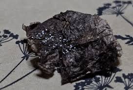 Attēlu rezultāti vaicājumam “Didymium annulisporum”