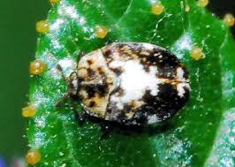 Attēlu rezultāti vaicājumam “Anthrenus sp.”