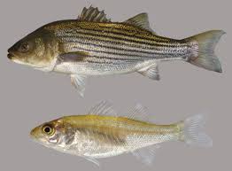 Image result for Morone saxatilis