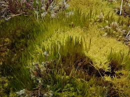 Attēlu rezultāti vaicājumam “Ditrichum flexicaule”