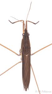 Attēlu rezultāti vaicājumam “Limnoporus rufoscutellatus”