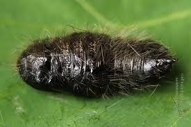 Attēlu rezultāti vaicājumam “Gynaephora selenitica larva”