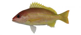 Image result for Lutjanus analis