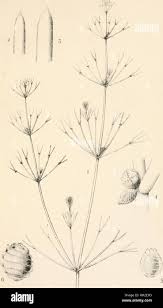 Attēlu rezultāti vaicājumam “Nitella flexilis”