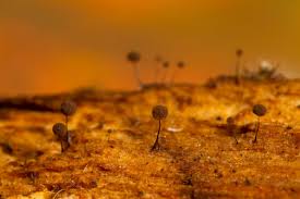 Attēlu rezultāti vaicājumam “Comatricha ellae spores”