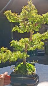 Attēlu rezultāti vaicājumam “Larix kaempferi”