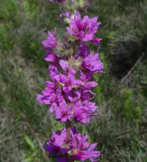 Image result for Lythrum salicaria
