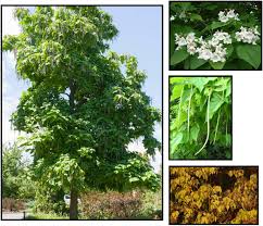 Attēlu rezultāti vaicājumam “Catalpa”