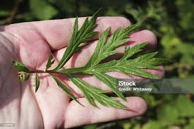 Attēlu rezultāti vaicājumam “Artemisia vulgaris leaf”