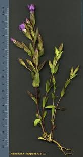 Attēlu rezultāti vaicājumam “Gentianella campestris”