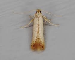 Attēlu rezultāti vaicājumam “Tischeriidae”