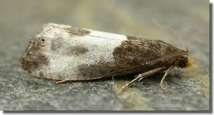 Attēlu rezultāti vaicājumam “Notocelia cynosbatella”